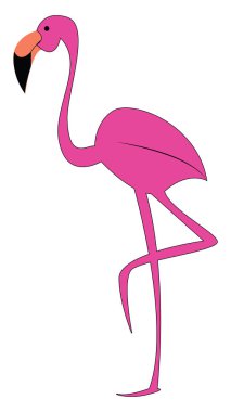 Uzun bacaklı flamingo, vektör veya renk illüstrasyonu.