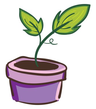 Bir tencerede yaprakları olan bir bitki, vektör veya renk illüstrasyon.