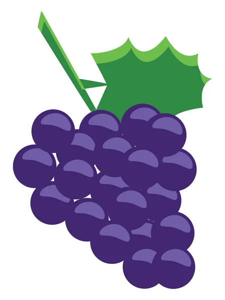 Een druiven van Sinaï, vector of kleur illustratie. — Stockvector