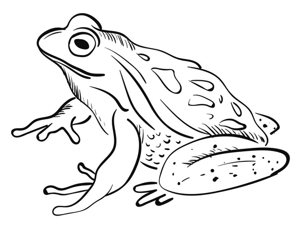 Croquis d'une grenouille, d'un vecteur ou d'une illustration couleur . — Image vectorielle