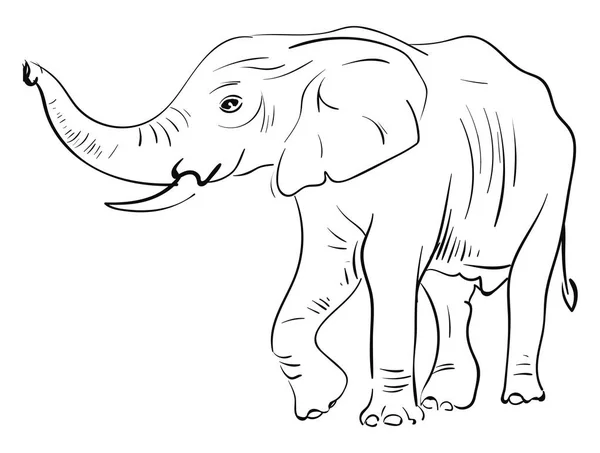 Bosquejo de un elefante, vector o ilustración en color . — Vector de stock