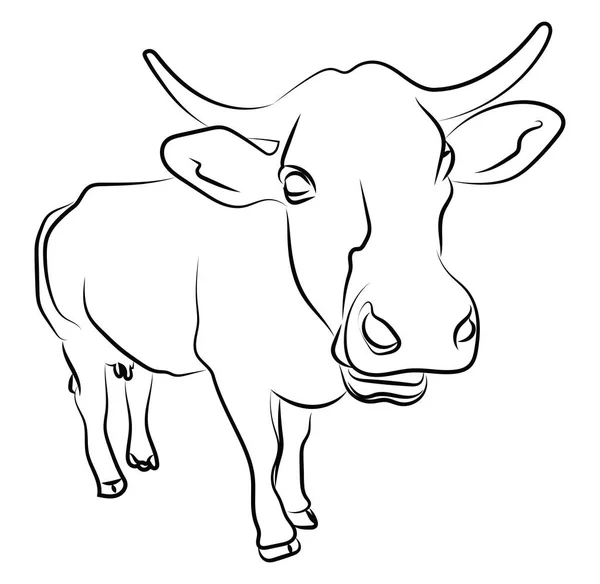 Close up cow sketch, illustration, vector on white background. — Stock Vector