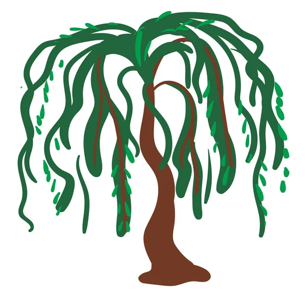 Willow tree, illustration, vector on white background. Vector Graphics