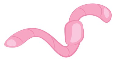 Pembe solucan, vektör veya renk illüstrasyon.