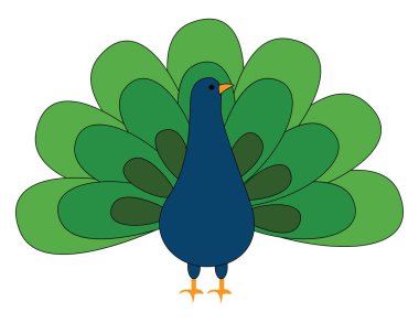 Güzel tavus kuşu, illüstrasyon, beyaz arkaplanda vektör.