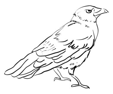 Beyaz arka plan üzerine karga, illüstrasyon, vektör çizimi.