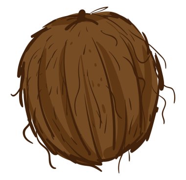 Kabuk, illüstrasyon, beyaz arka plan üzerinde vektör hindistan cevizi.