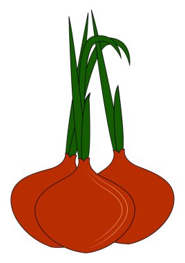 Kırmızı soğan, illüstrasyon, beyaz arkaplanda vektör