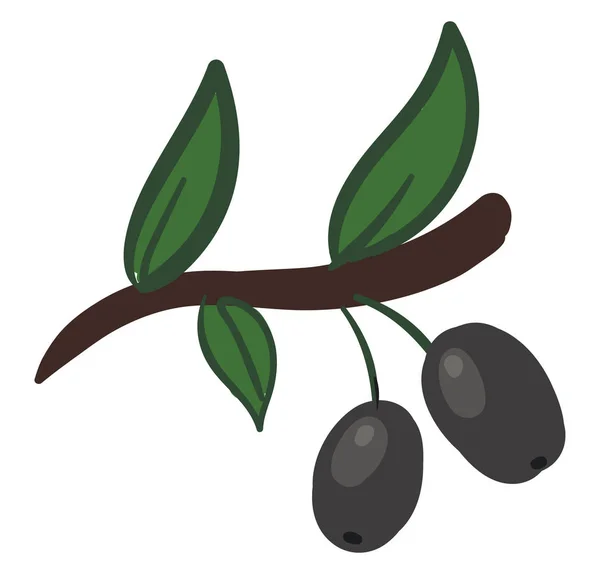 Due olive d'argento, illustrazione, vettore su sfondo bianco . — Vettoriale Stock