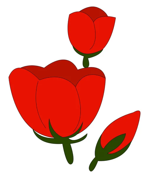 Piros tulipánok, illusztráció, vektor fehér alapon — Stock Vector