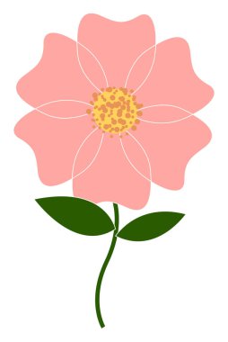 Pembe gül, illüstrasyon, beyaz arkaplanda vektör.