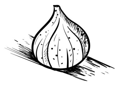 İncir çizimi, illüstrasyon, beyaz arka plan üzerine vektör.