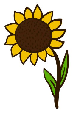 Büyük ayçiçeği, illüstrasyon, beyaz arkaplanda vektör.