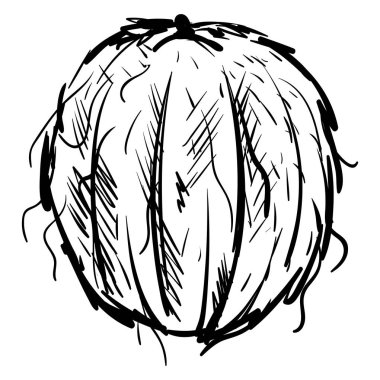 Hindistan cevizi çizim, illüstrasyon, beyaz arka plan vektör