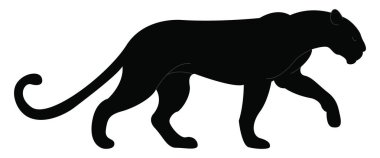 Büyük siyah panter, illüstrasyon, beyaz arka plan vektör.