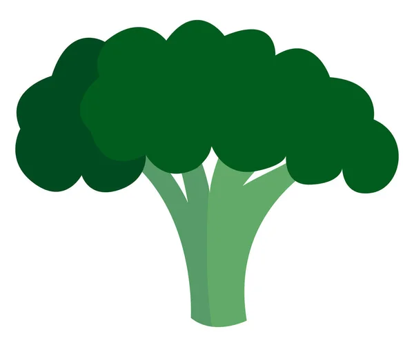 Välsmakande broccoli, illustration, vektor på vit bakgrund. — Stock vektor