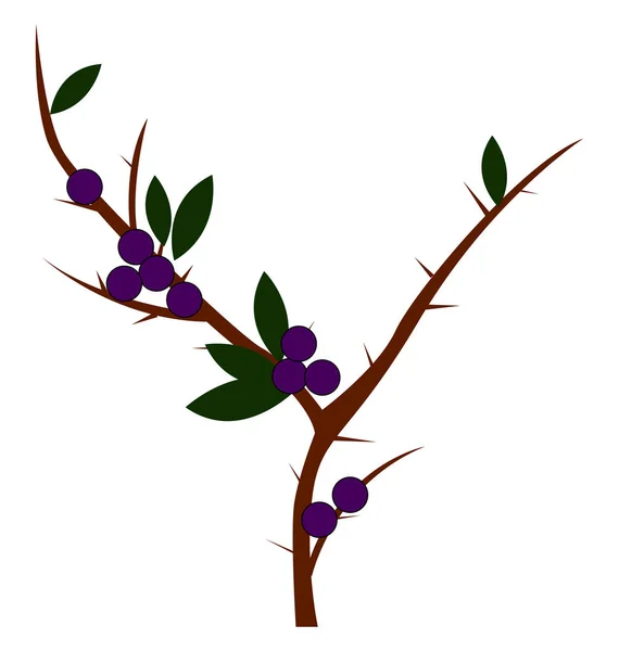 Purple Blackthorn, illustratie, vector op witte achtergrond. — Stockvector