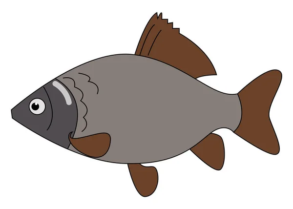 Carassius fisk, illustration, vektor på vit bakgrund. — Stock vektor