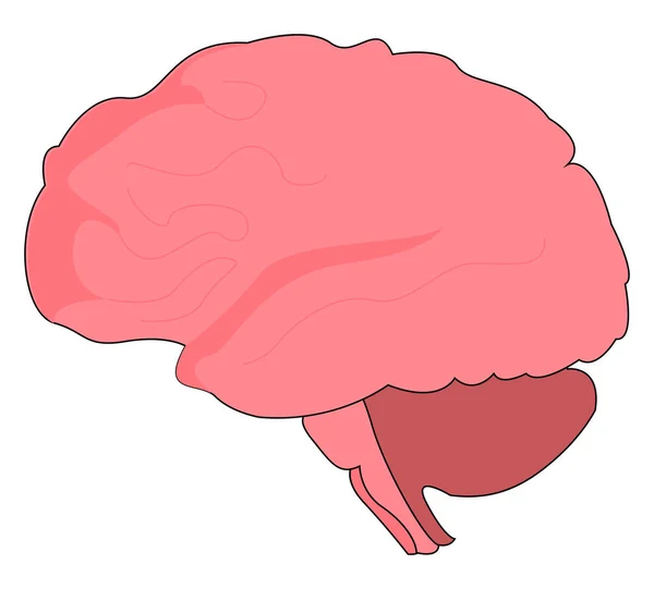 Menselijk brein, illustratie, vector op witte achtergrond. — Stockvector