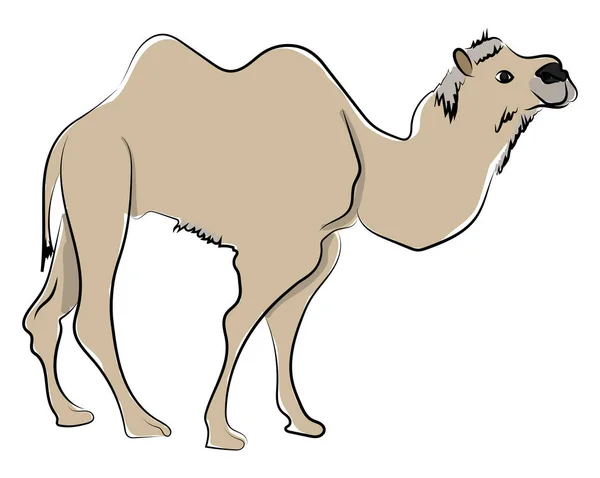 Camel a sivatagban, illusztráció, vektor fehér alapon. — Stock Vector