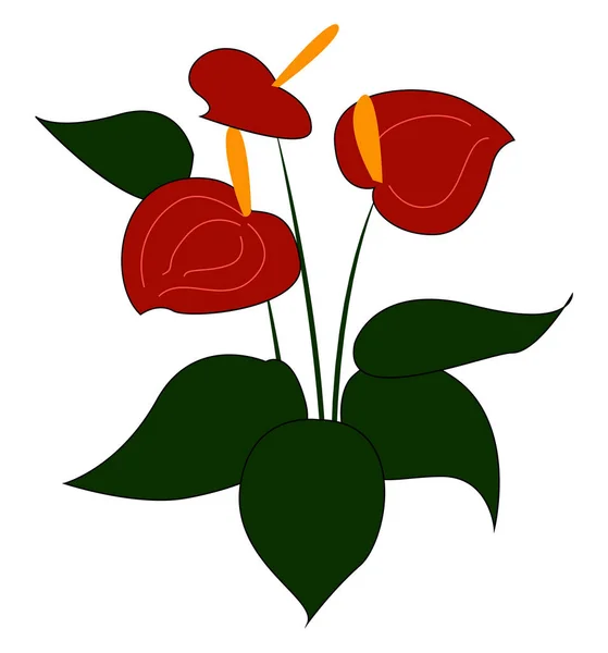 Rode Anthurium, illustratie, vector op witte achtergrond. — Stockvector