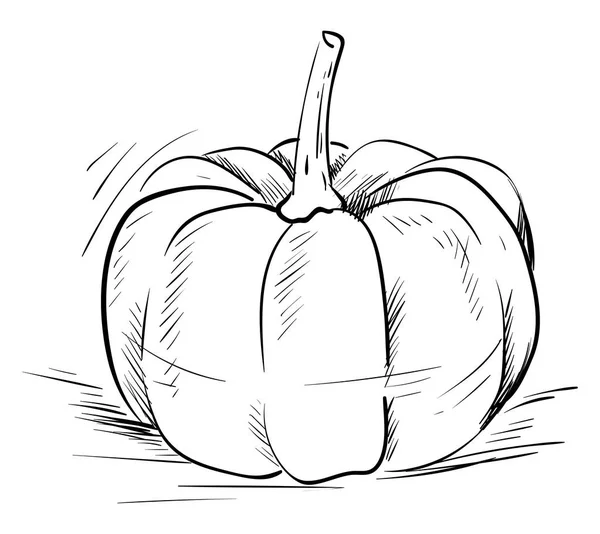 Dibujo de calabaza, ilustración, vector sobre fondo blanco — Vector de stock