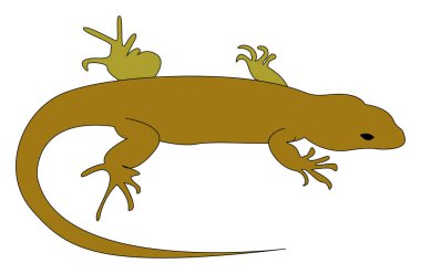 Kahverengi kertenkele, illüstrasyon, beyaz arka plan vektör.