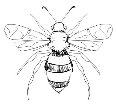 Arı çizimi, illüstrasyon, beyaz arka plan üzerinde vektör.