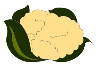 Taze karnabahar, illüstrasyon, beyaz arka plan vektör.