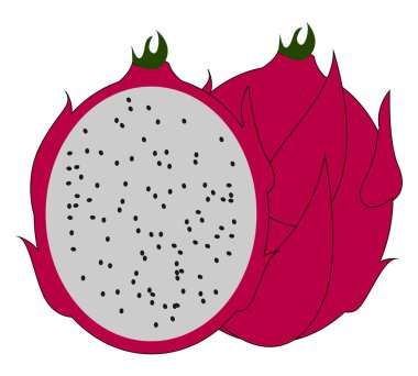 Kırmızı pitahaya, illüstrasyon, beyaz arka plan vektör.