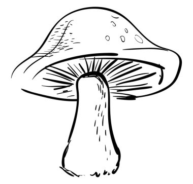 Mantar çizimi, illüstrasyon, beyaz arka plan üzerinde vektör.