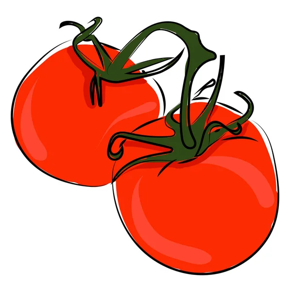 Čerstvá rajčata, ilustrace, vektor na bílém pozadí. — Stockový vektor