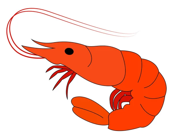 Little shrimp, illustration, vector on white background. — Stock Vector