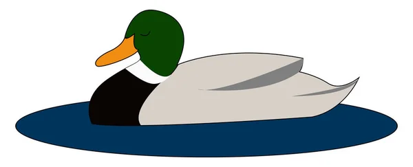 Wild duck, illustration, vector on white background. — Stock Vector
