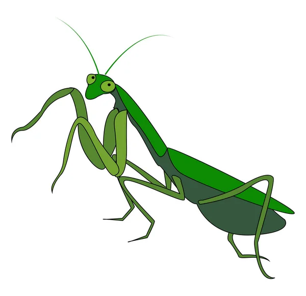 Groene Mantis, illustratie, vector op witte achtergrond. — Stockvector