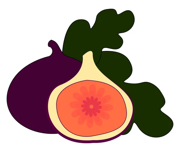 Purple fig, illustration, vector on white background. — Stock Vector