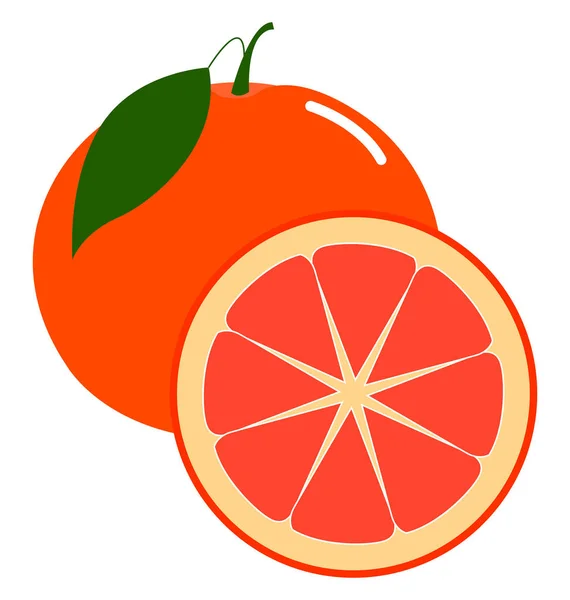 Свіжий грейпфрут, ілюстрація, вектор на білому тлі . — стоковий вектор