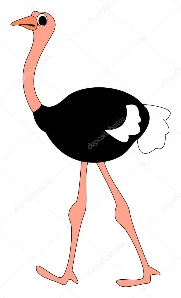 Walking ostrich, illustration, vector on white background.