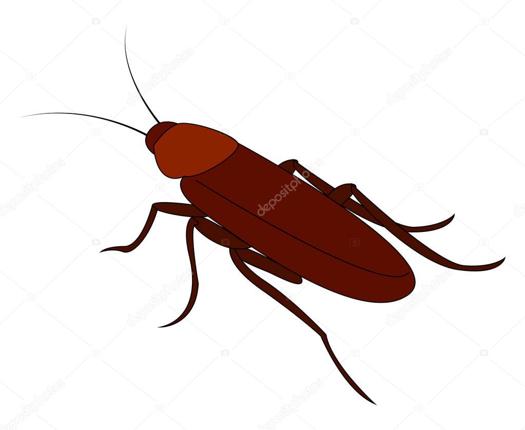 Brown cockroach, illustration, vector on white background.