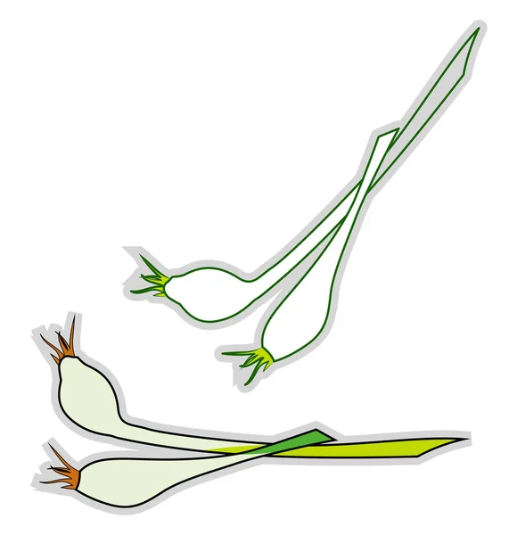 Ciboulette fraîche, illustration, vecteur sur fond blanc . — Image vectorielle