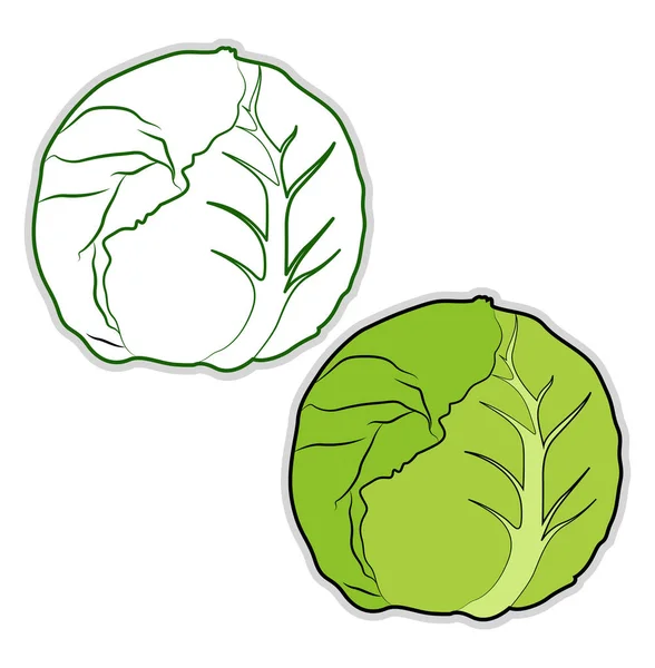 新鲜卷心菜，插图，白色背景的矢量. — 图库矢量图片