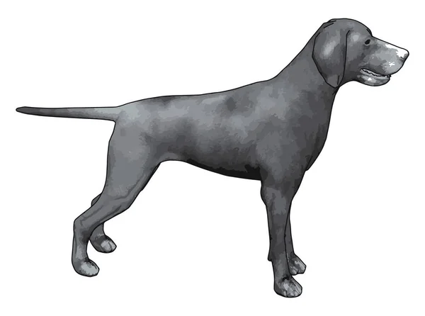 Gray weimaraner, illustration, vector on white background. — Stock Vector