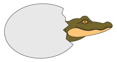 Bebek timsah, illüstrasyon, beyaz arka plan vektör.