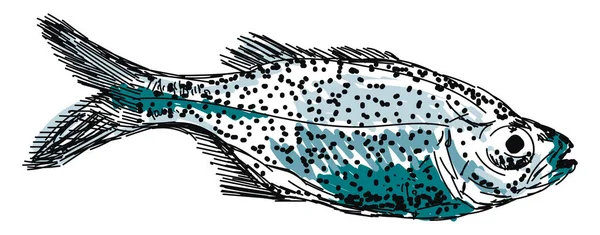 Aholehole fish, illustration, vector on white background. — Stock Vector