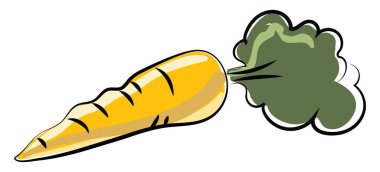 Taze havuç çizim, illüstrasyon, beyaz arka plan vektör.