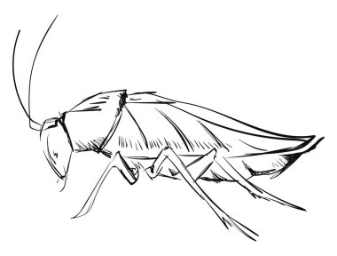 Hamamböceği çizim, illüstrasyon, beyaz arka plan vektör.