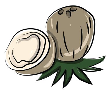 Hindistan cevizi yarısında kesilmiş, illüstrasyon, beyaz arka plan üzerinde vektör.