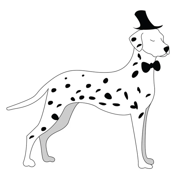 Dalmatians perro, ilustración, vector sobre fondo blanco . — Archivo Imágenes Vectoriales