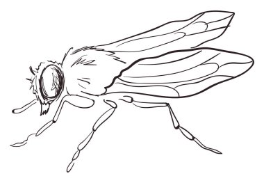 Sinek çizim, illüstrasyon, beyaz arka plan üzerinde vektör.