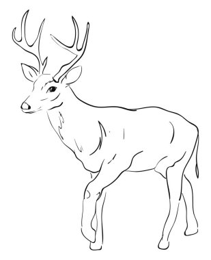 Geyik çizimi, illüstrasyon, beyaz arka plan üzerinde vektör.